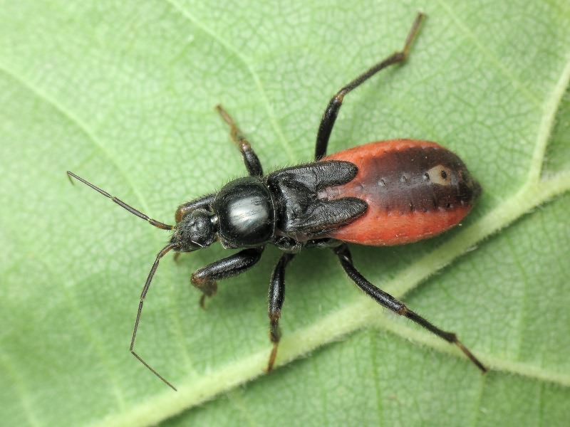 Peirates hybridus (Scopoli, 1763)